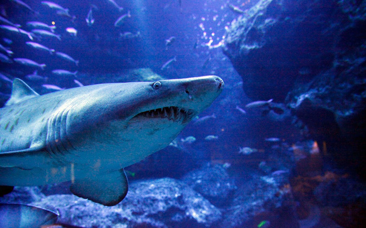 Sumida Aquarium Tokyo Skytree Tickets Sumida Aquarium Tokyo Skytree Tickets