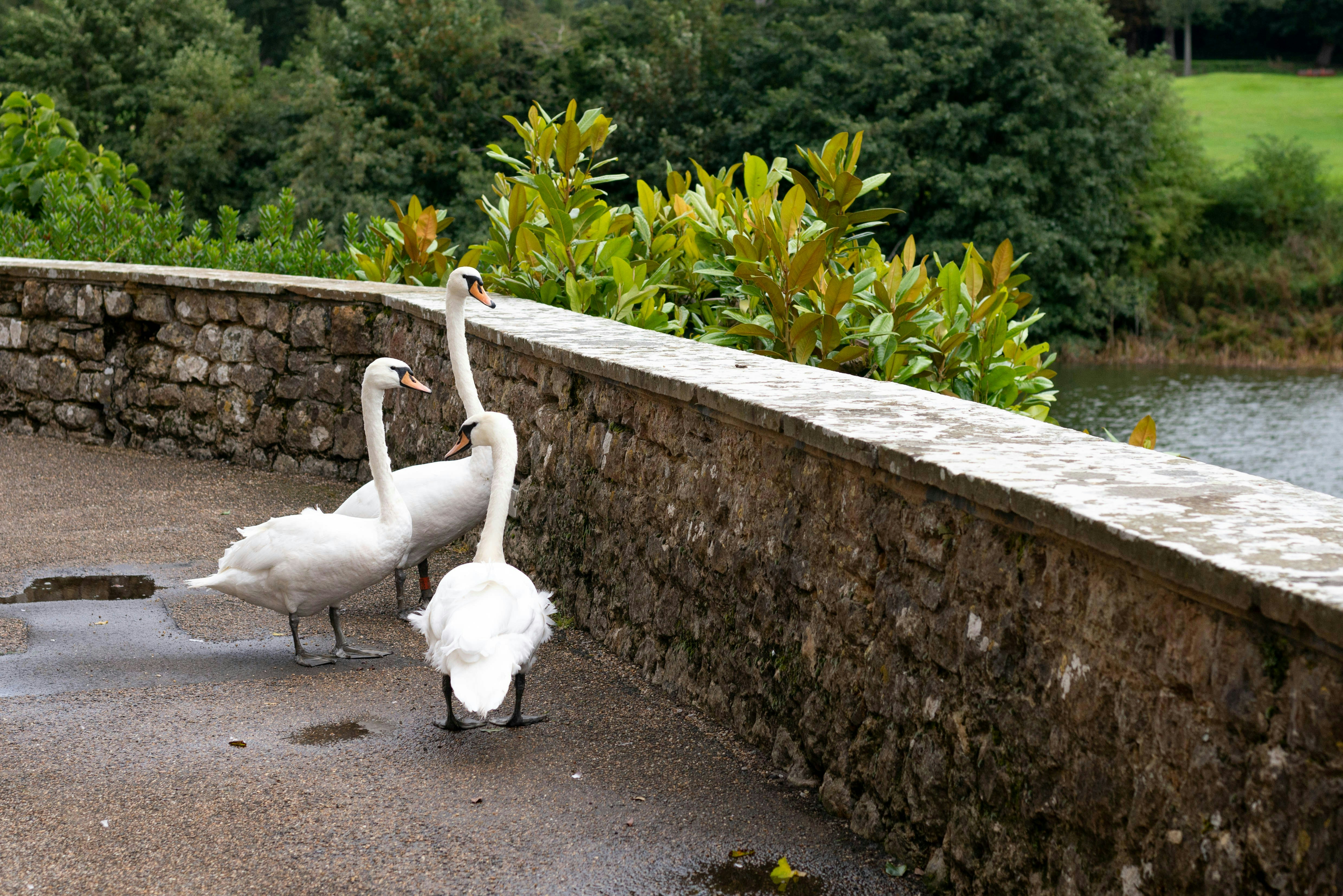 Leeds Castle swans