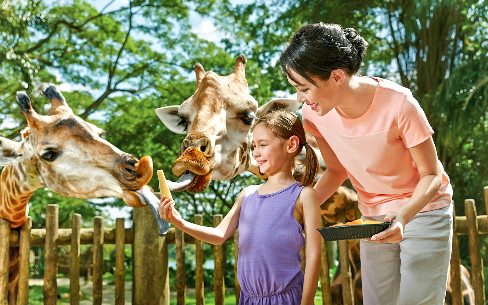 Child feeding giraffes at Singapore Zoo with Go City Pass.