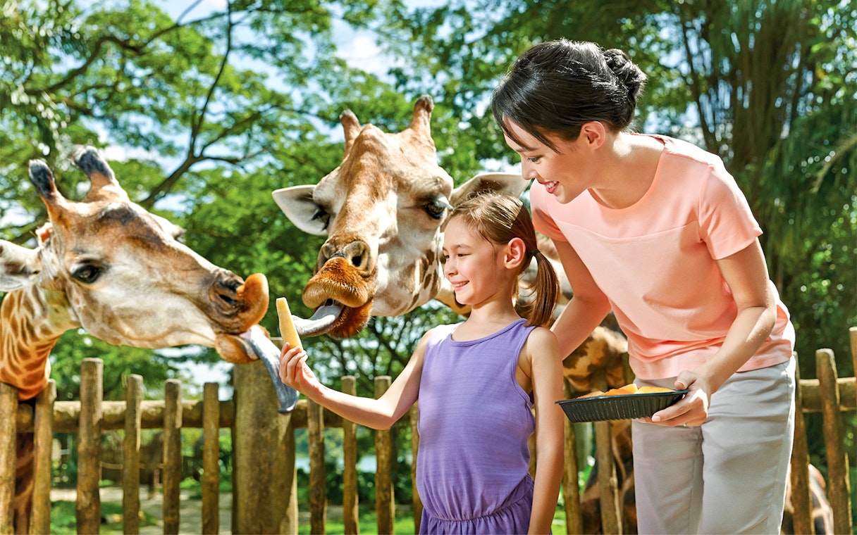 Child feeding giraffes at Singapore Zoo with Go City Pass.