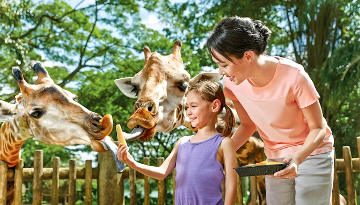 Child feeding giraffes at Singapore Zoo with Go City Pass.