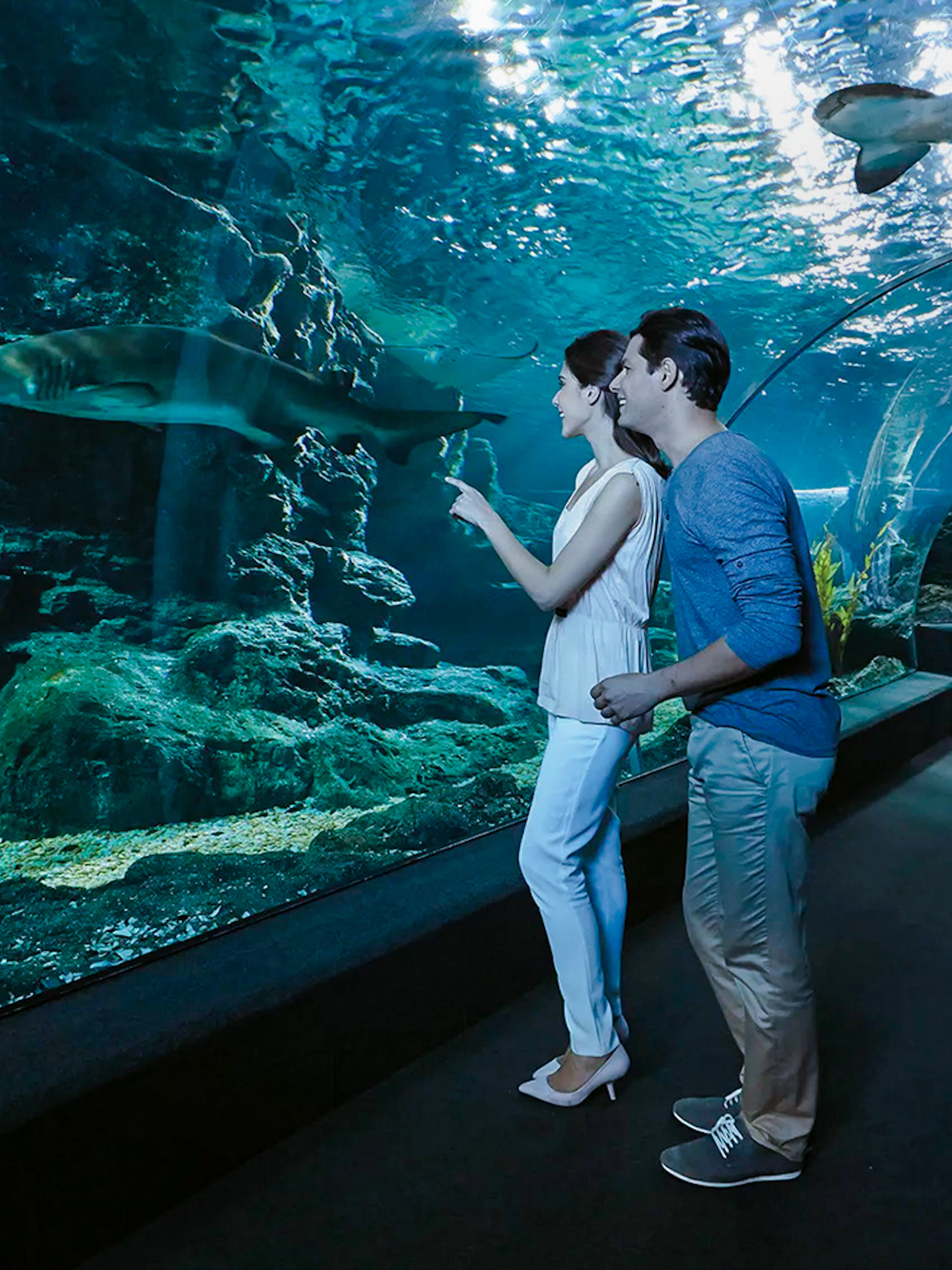 Visitors observing sharks in the tunnel at Sea Life Bangkok Ocean World.