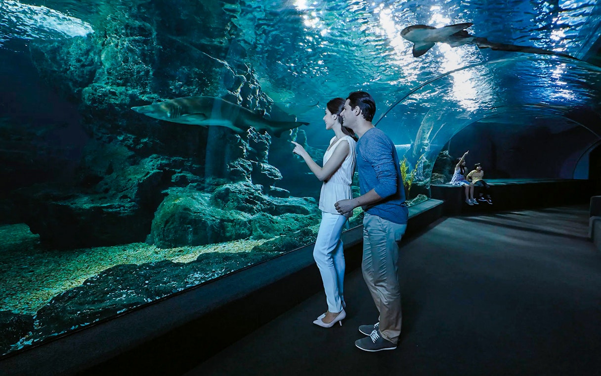Visitors observing sharks in the tunnel at Sea Life Bangkok Ocean World.