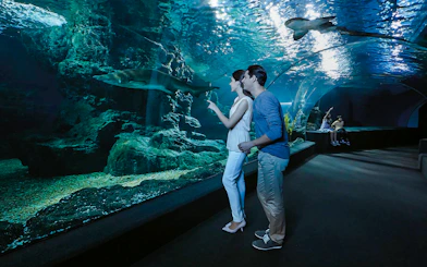 Visitors observing sharks in the tunnel at Sea Life Bangkok Ocean World.