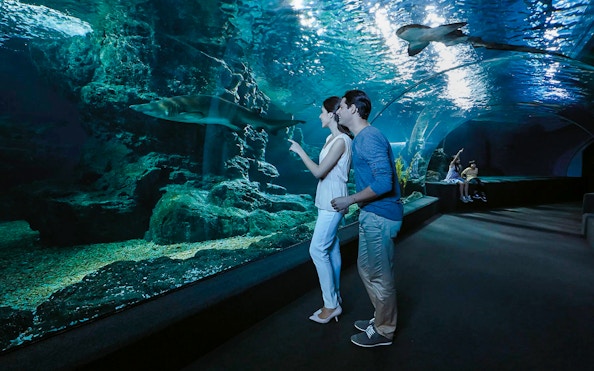 Visitors observing sharks in the tunnel at Sea Life Bangkok Ocean World.