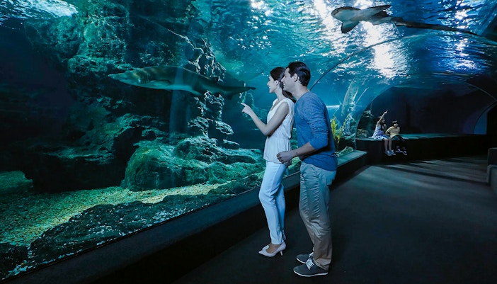 Visitors observing sharks in the tunnel at Sea Life Bangkok Ocean World.