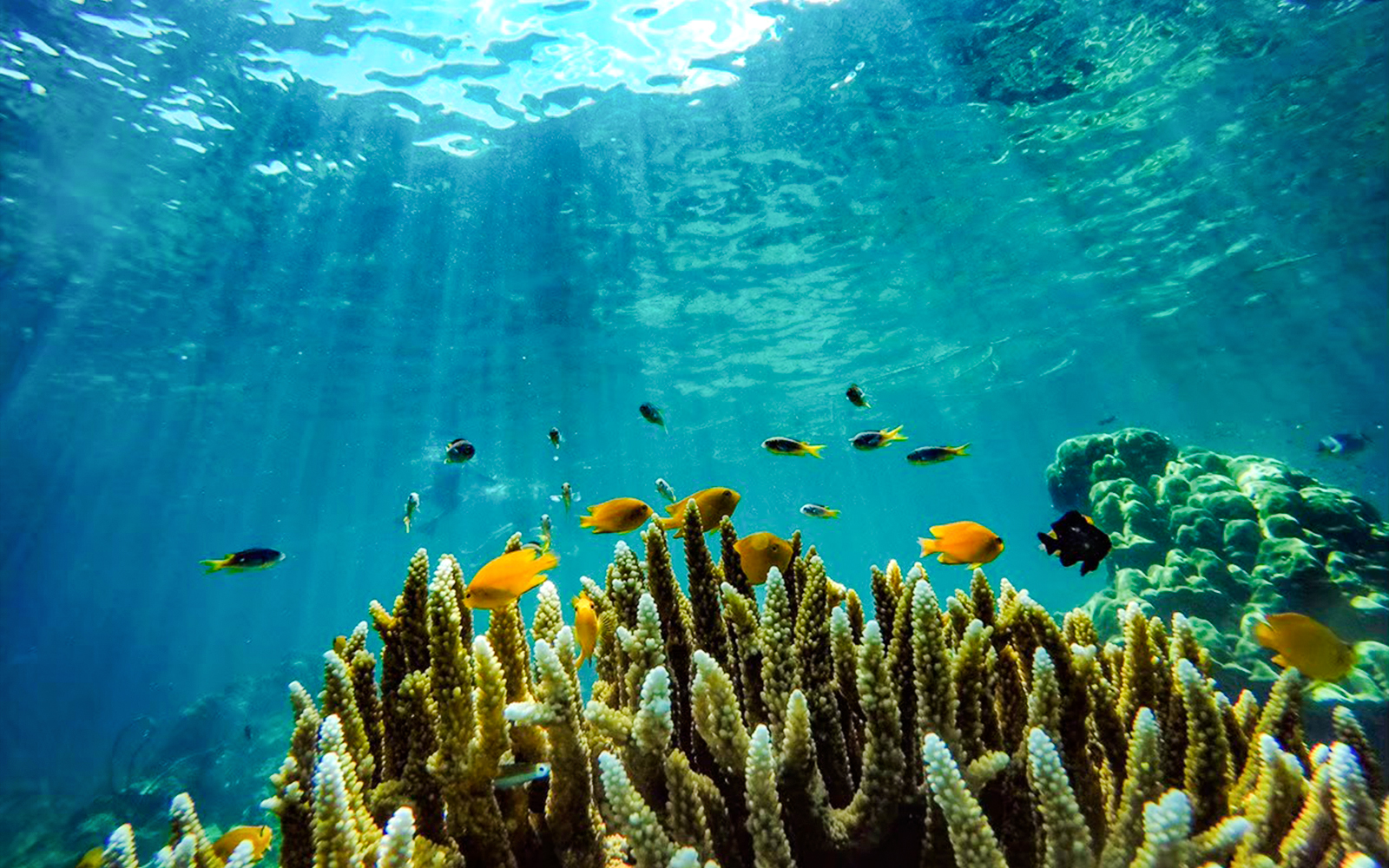 Colorful fish swimming around coral reef in Phi Phi waters.