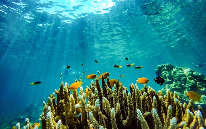 Colorful fish swimming around coral reef in Phi Phi waters.