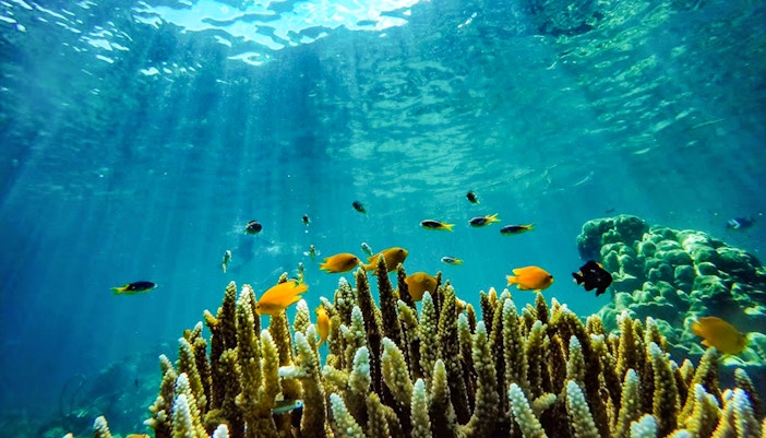 Colorful fish swimming around coral reef in Phi Phi waters.