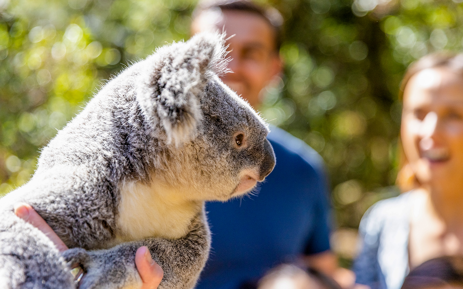 Visitor holding a koala at Dreamworld, Gold Coast.