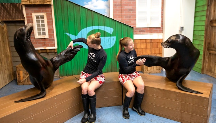 Sea lion with instructors at Georgia Aquarium