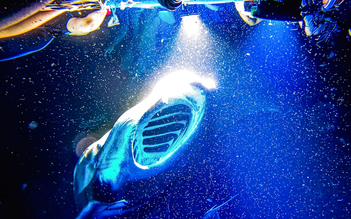 Snorkeler observing manta ray underwater during Kona Manta Ray Snorkeling Tour.