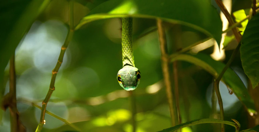 Green vine snake in foliage, Manuel Antonio National Park, Costa Rica.