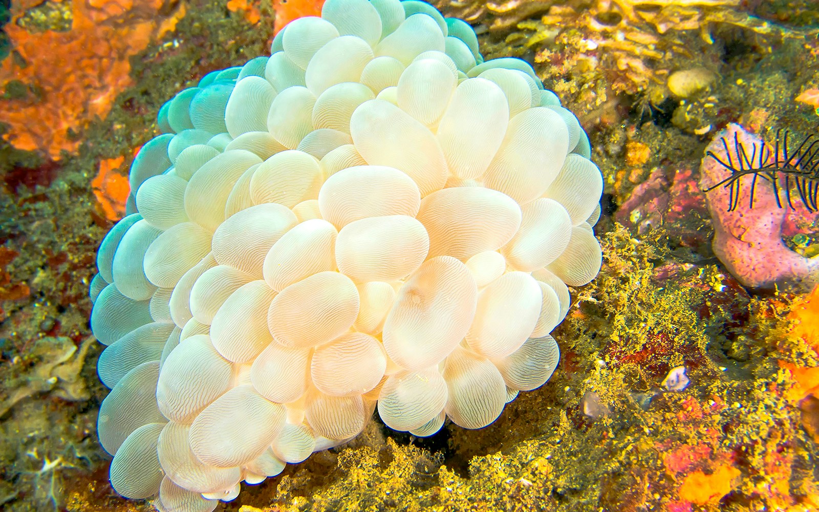 Bubble Coral in water