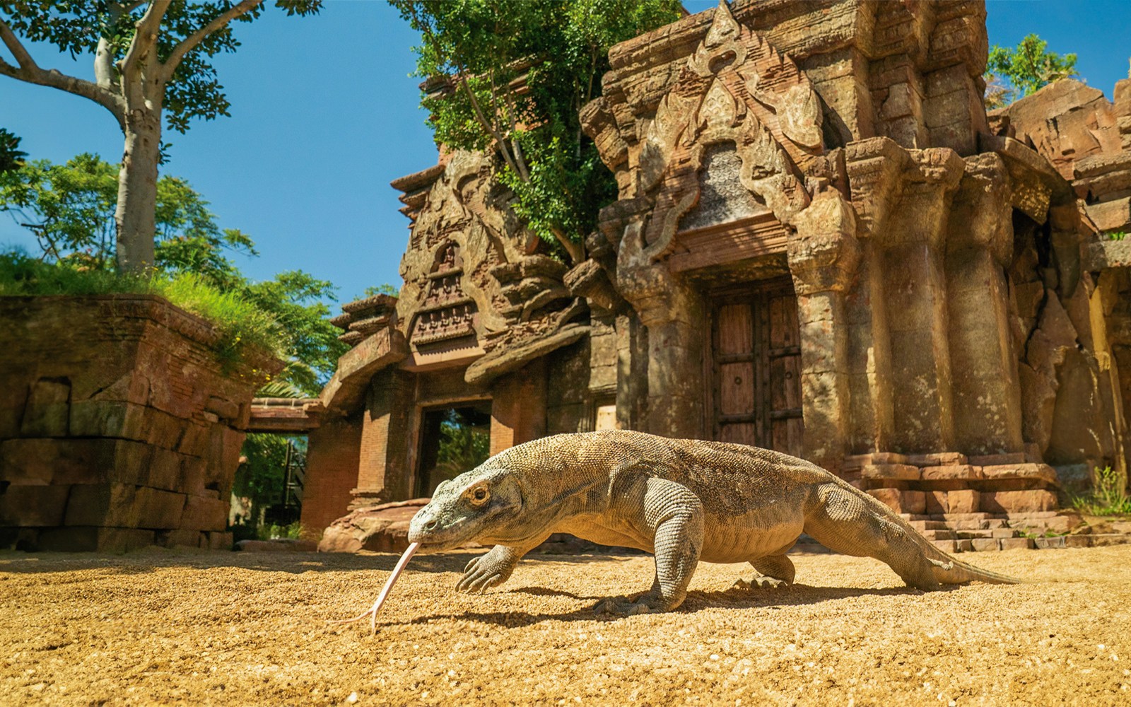 Komodo dragon at Bioparc Fuengirola in front of ancient temple structure.