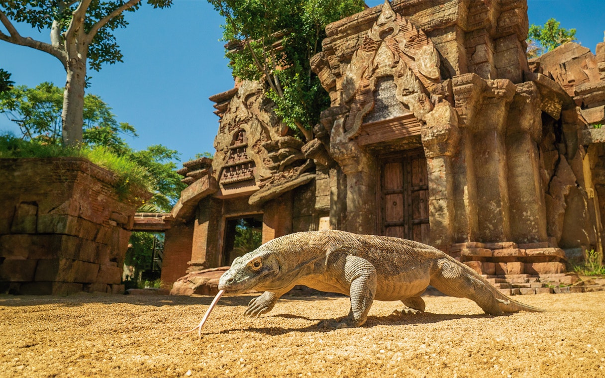 Komodo dragon at Bioparc Fuengirola in front of ancient temple structure.