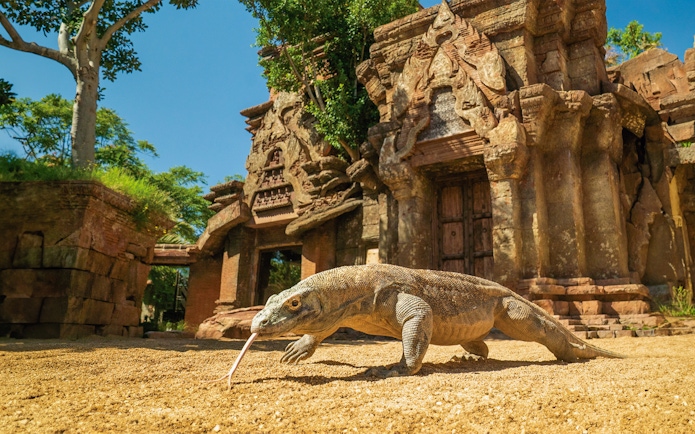 Komodo dragon at Bioparc Fuengirola in front of ancient temple structure.
