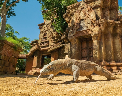 Kamado dragon resting on a rock at Bioparc Fuengirola, Malaga.