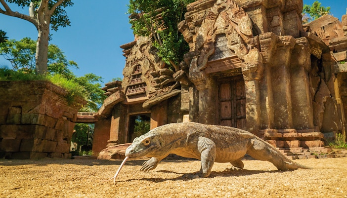 Komodo dragon at Bioparc Fuengirola in front of ancient temple structure.