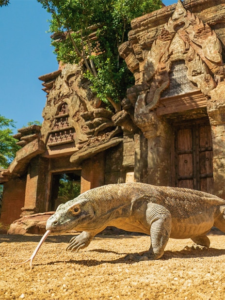 Komodo dragon at Bioparc Fuengirola in front of ancient temple structure.