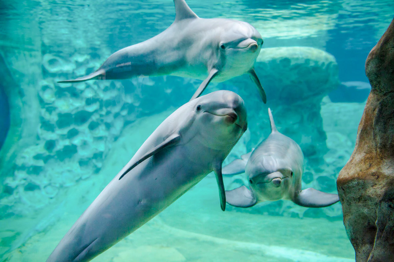 Image of dolphins at the aquarium