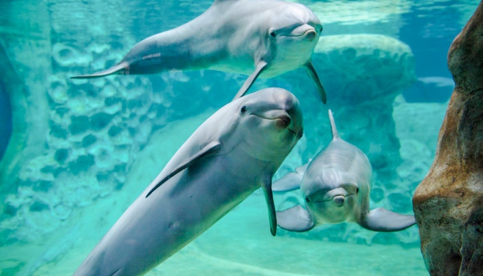 Georgia Aquarium Dolphins