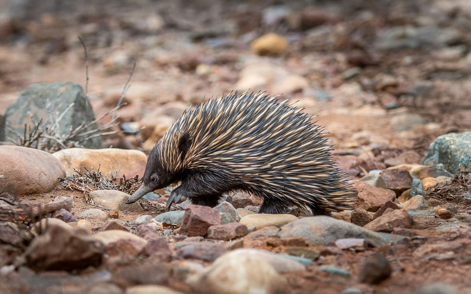 Short-beaked echidna walking on rocky terrain.