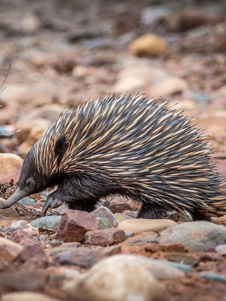 Short-beaked echidna walking on rocky terrain.