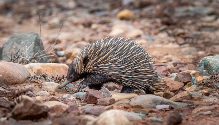 Echidna
