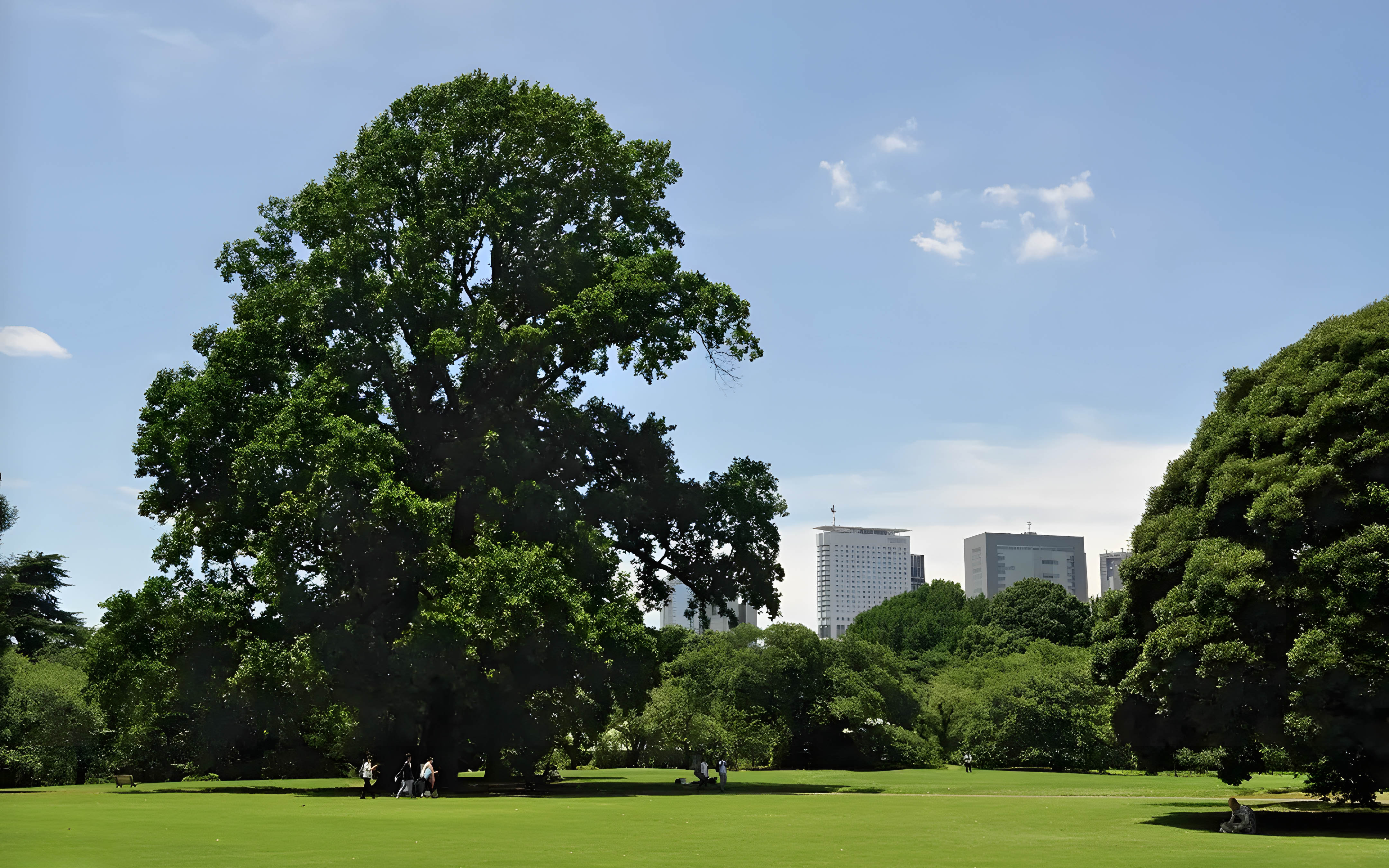 Shinjuku Gyoen park with large trees and city skyline in Tokyo.