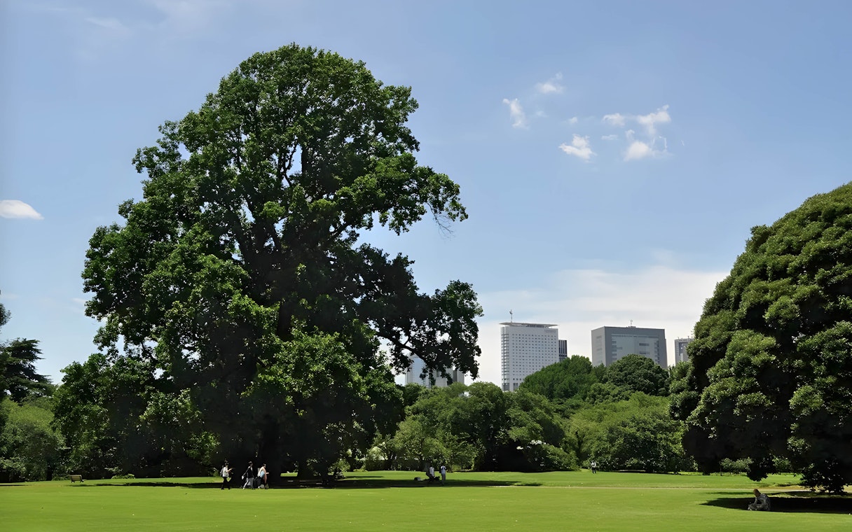 Shinjuku Gyoen park with large trees and city skyline in Tokyo.