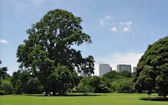 Shinjuku Gyoen park with large trees and city skyline in Tokyo.