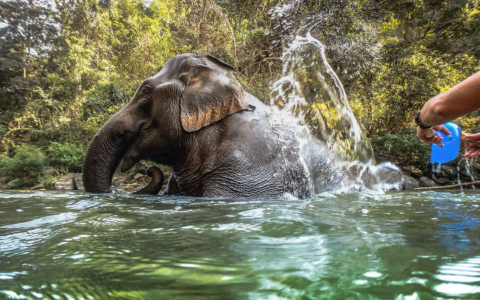 Elephantasia