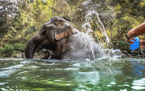 Elephant being bathed in a river during a guided tour in Chiang Mai.