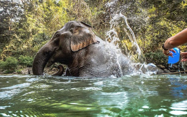 Elephant being bathed in a river during a guided tour in Chiang Mai.