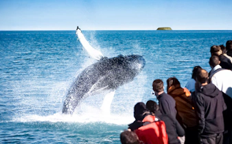 Guests watch a humpback whale breaching in Husavik during a whale watching tour.