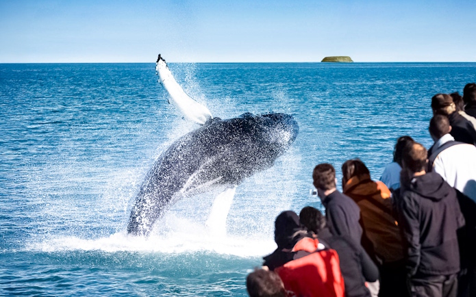 Guests watch a humpback whale breaching in Husavik during a whale watching tour.