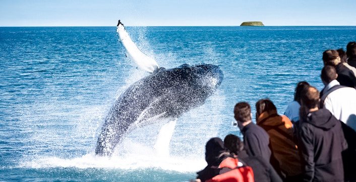 Whale Watching in Iceland