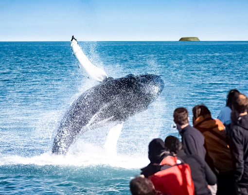 Guests watch a humpback whale breaching in Husavik during a whale watching tour.