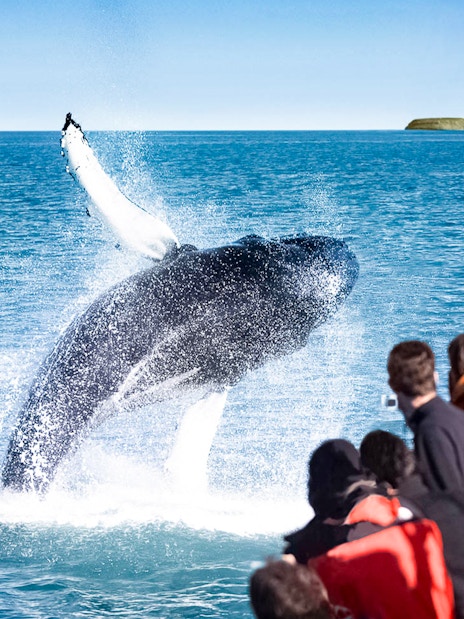 Guests watch a humpback whale breaching in Husavik during a whale watching tour.