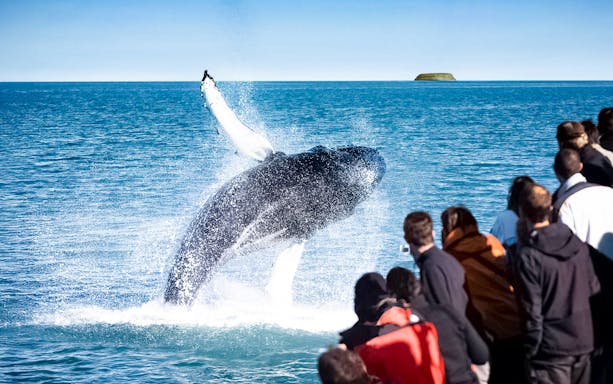 Guests watch a humpback whale breaching in Husavik during a whale watching tour.