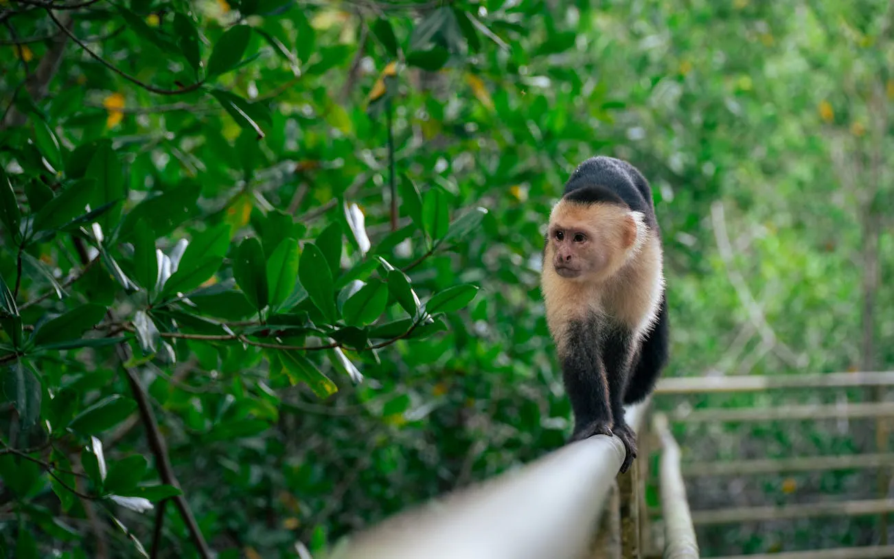 Capuchin monkey on a railing in Manuel Antonio National Park, Costa Rica.