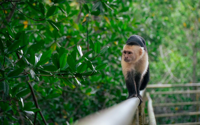 Capuchin monkey on a railing in Manuel Antonio National Park, Costa Rica.