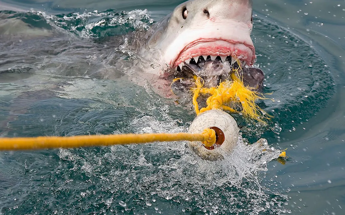 From Cape Town: Private Transfers, Shark Cage Diving in Gansbaai, and Stony Point Penguin Colony Tour Image 3