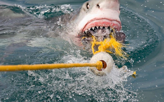 from cape town: private transfers, shark cage diving in gansbaai, and stony point penguin colony tour-3
