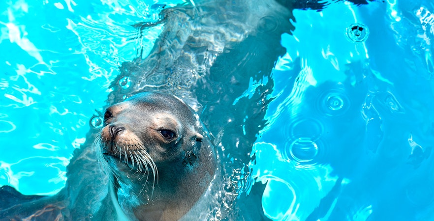 Lumea marină Uminonakamichi