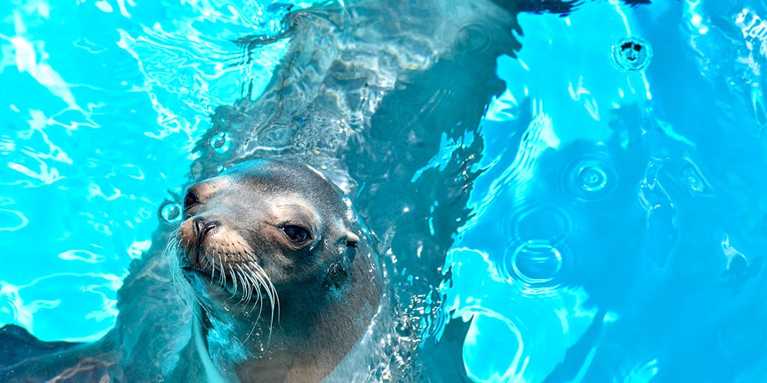 Marine World Uminonakamichi