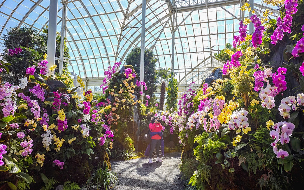 Visitor photographing vibrant orchids inside New York Botanical Gardens greenhouse.
