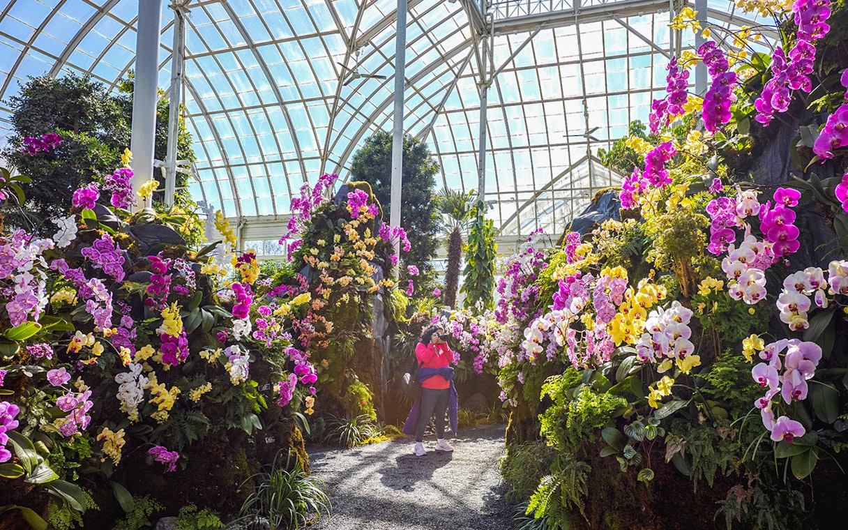 Visitor photographing vibrant orchids inside New York Botanical Gardens greenhouse.