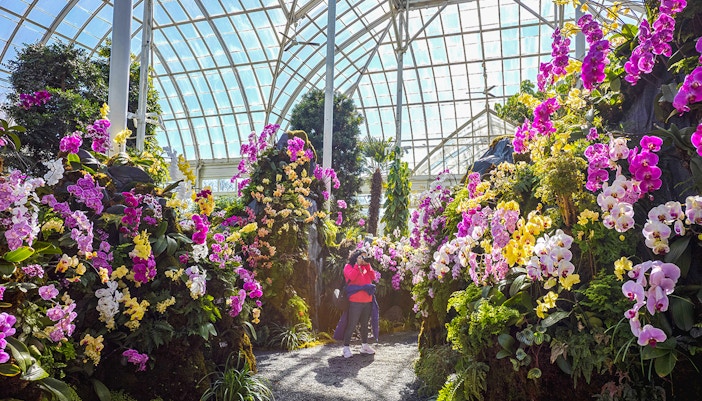 Visitor photographing vibrant orchids inside New York Botanical Gardens greenhouse.